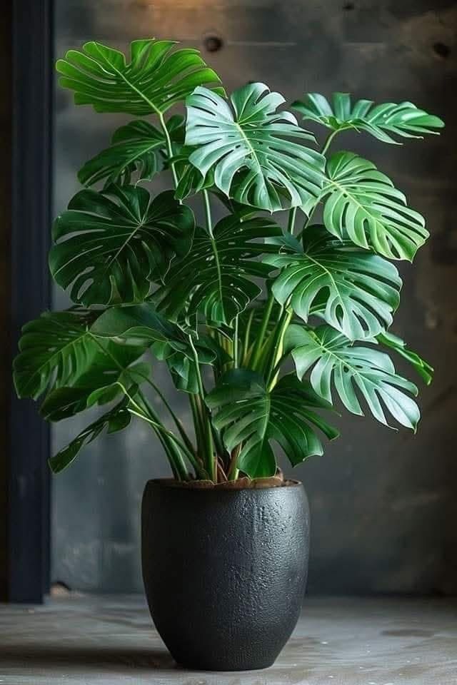 Monstera Plant (Swiss Cheese Plant / Split-Leaf Plant)